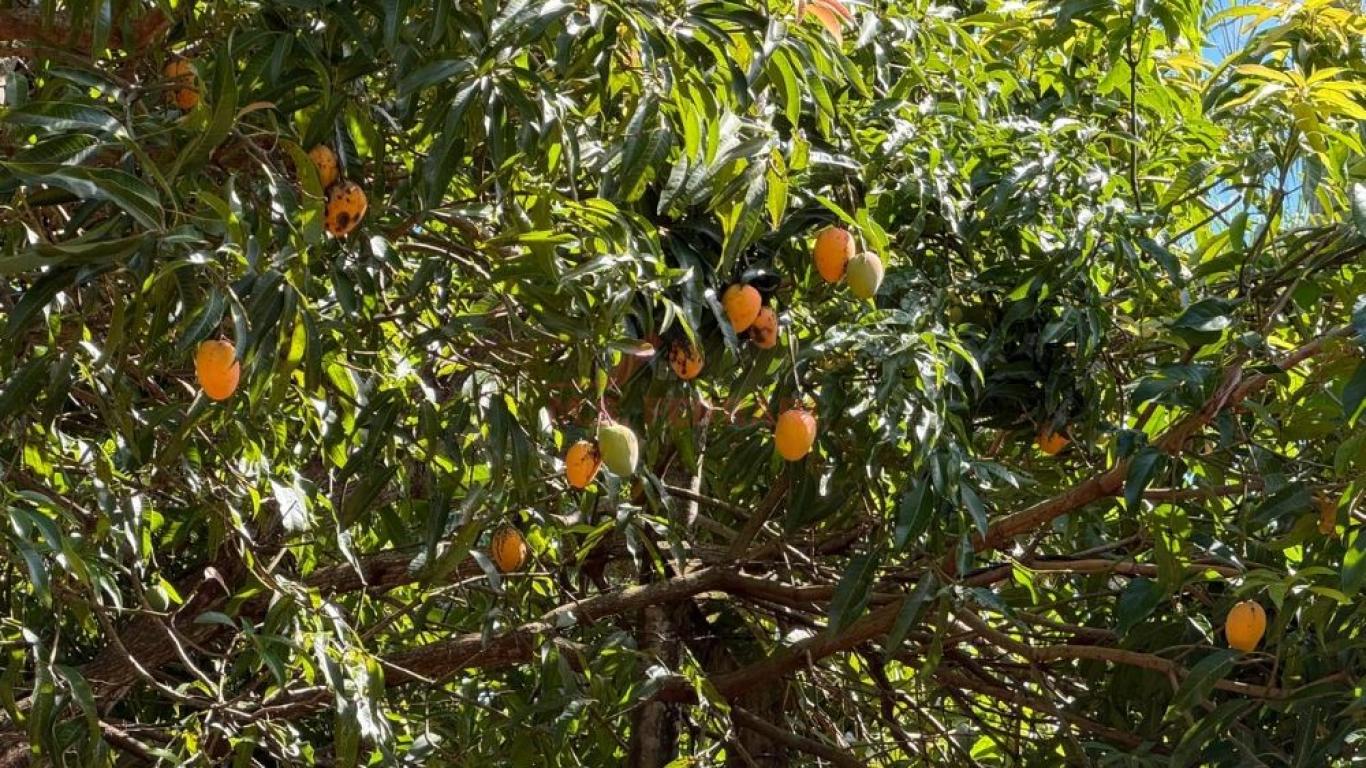 SÍTIO NA ÁGUA DA FILGUEIRA em Florínea