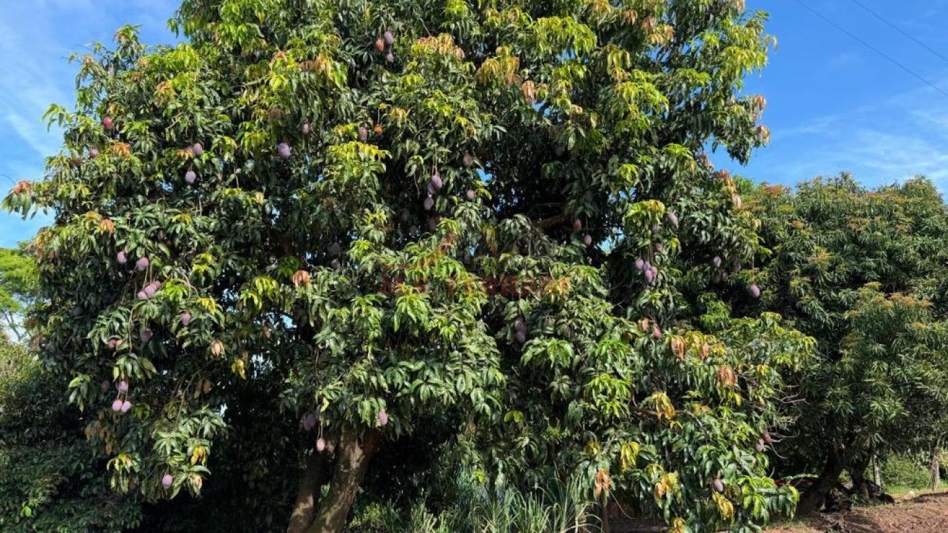 SÍTIO NA ÁGUA DA FILGUEIRA em Florínea