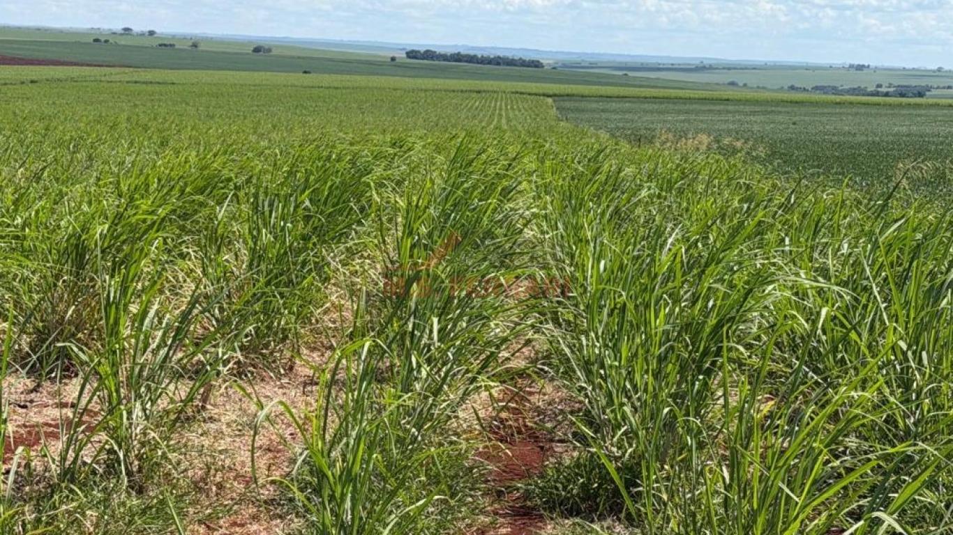 FAZENDA NA PEDRINHAS PAULISTA em Pedrinhas Paulista