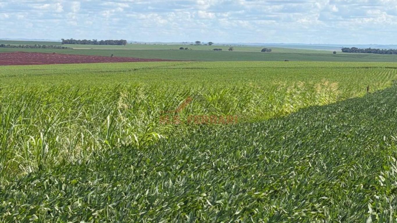 FAZENDA NA PEDRINHAS PAULISTA em Pedrinhas Paulista