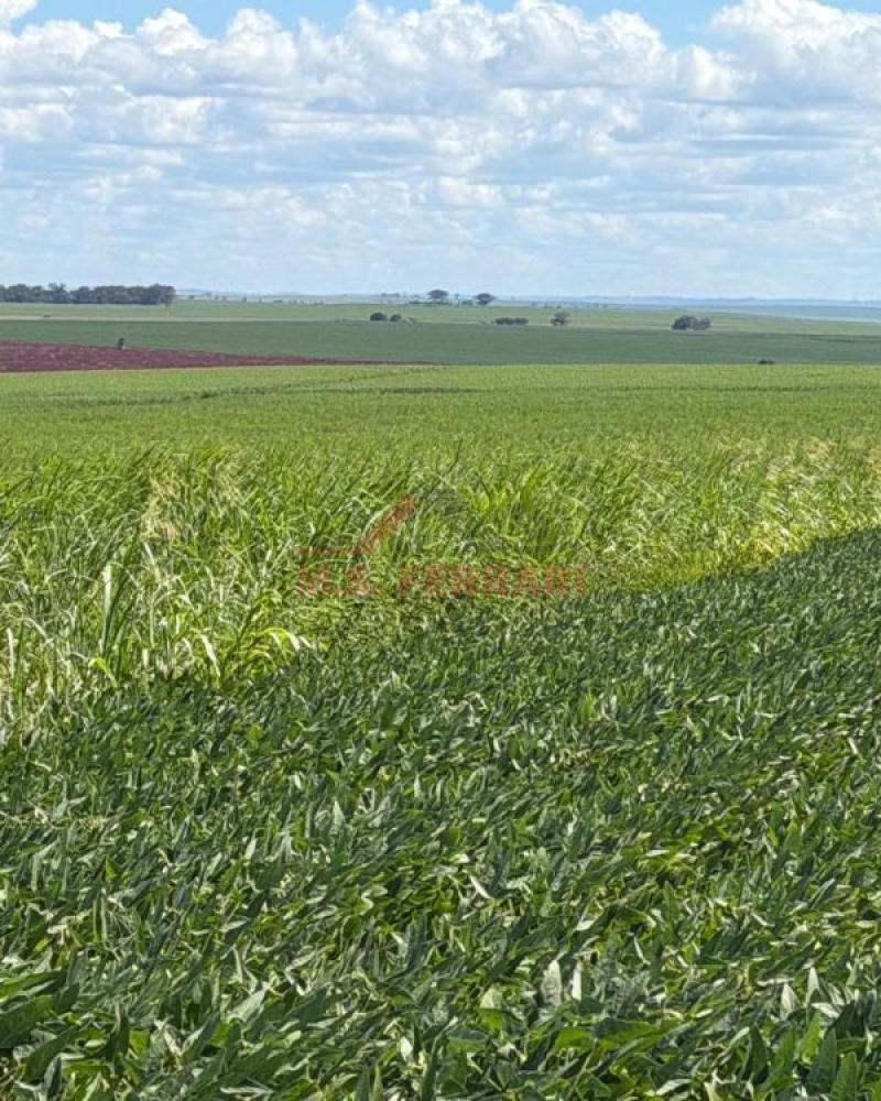 FAZENDA NA PEDRINHAS PAULISTA em Pedrinhas Paulista