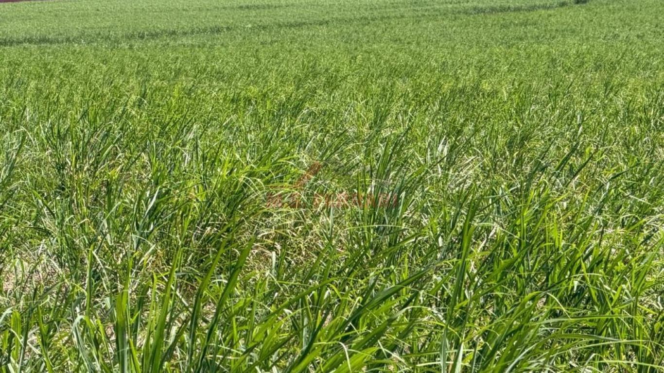 FAZENDA NA PEDRINHAS PAULISTA em Pedrinhas Paulista