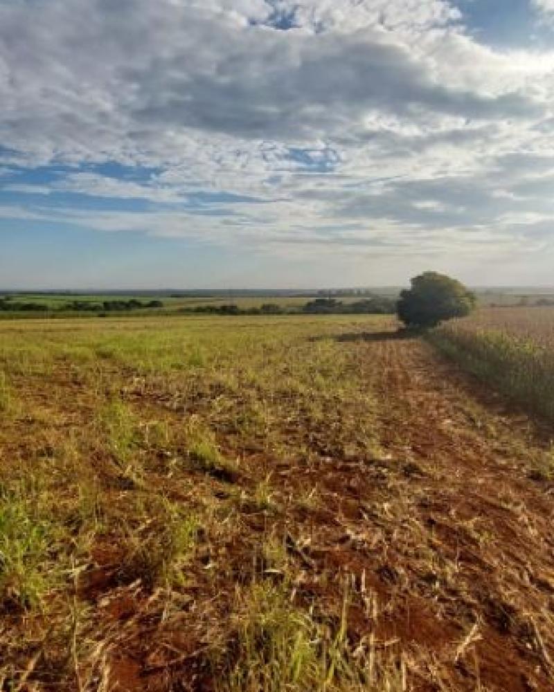 SÍTIO NA Área Rural de Cândido Mota em Cândido Mota
